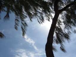 Lagon de Saint Gilles